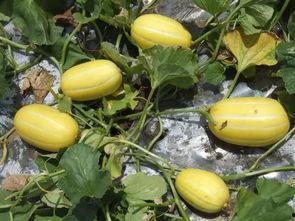 菜瓜最新事件爆料,揭秘背后惊人真相  第1张